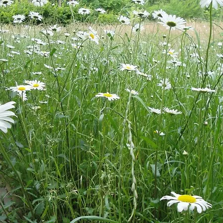 Apartamento Olbasee Kleinsaubernitz