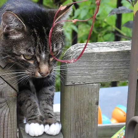 Olbasee Apartamento *